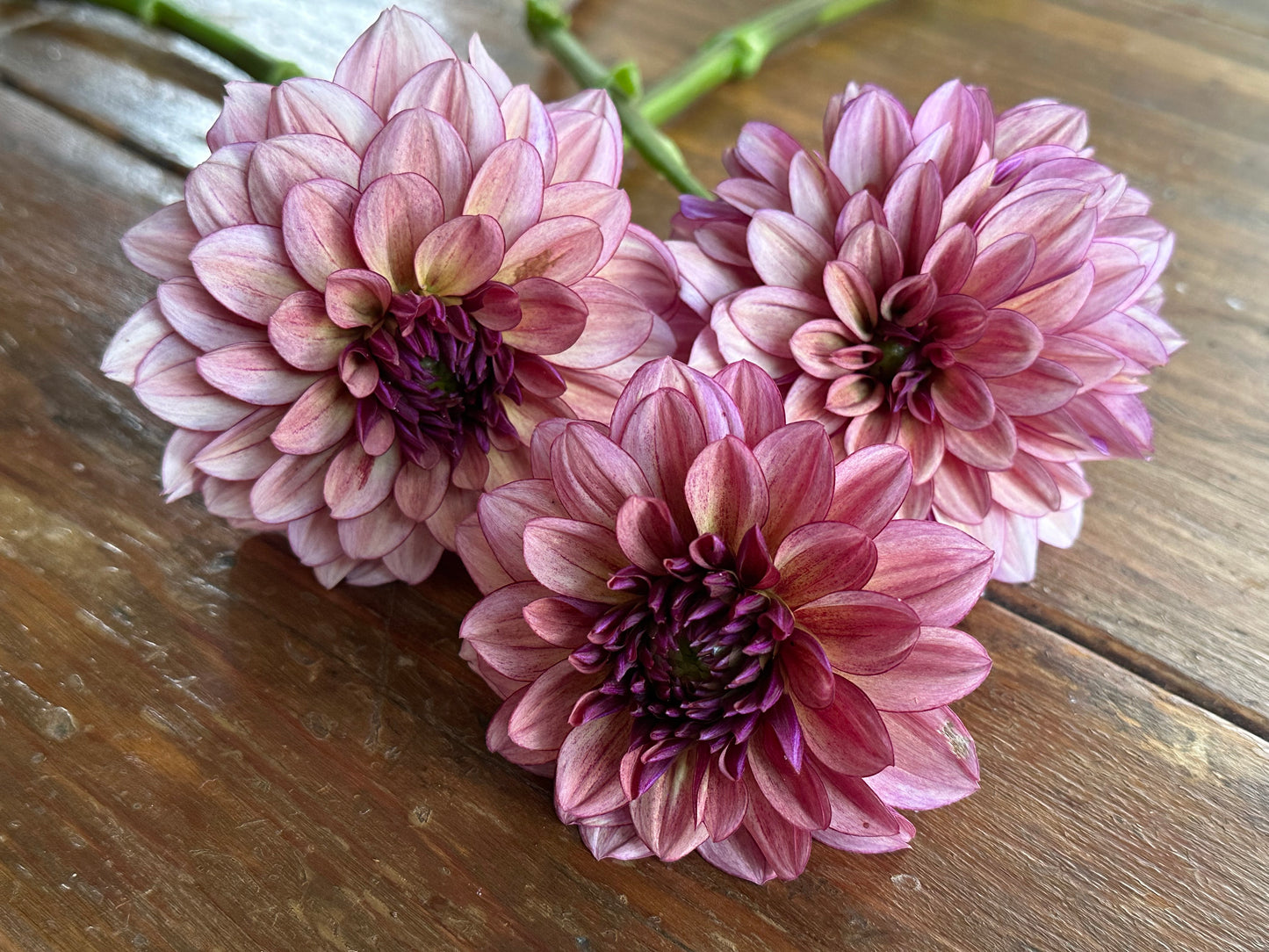 Senior’s Hope Dahlia Tuber