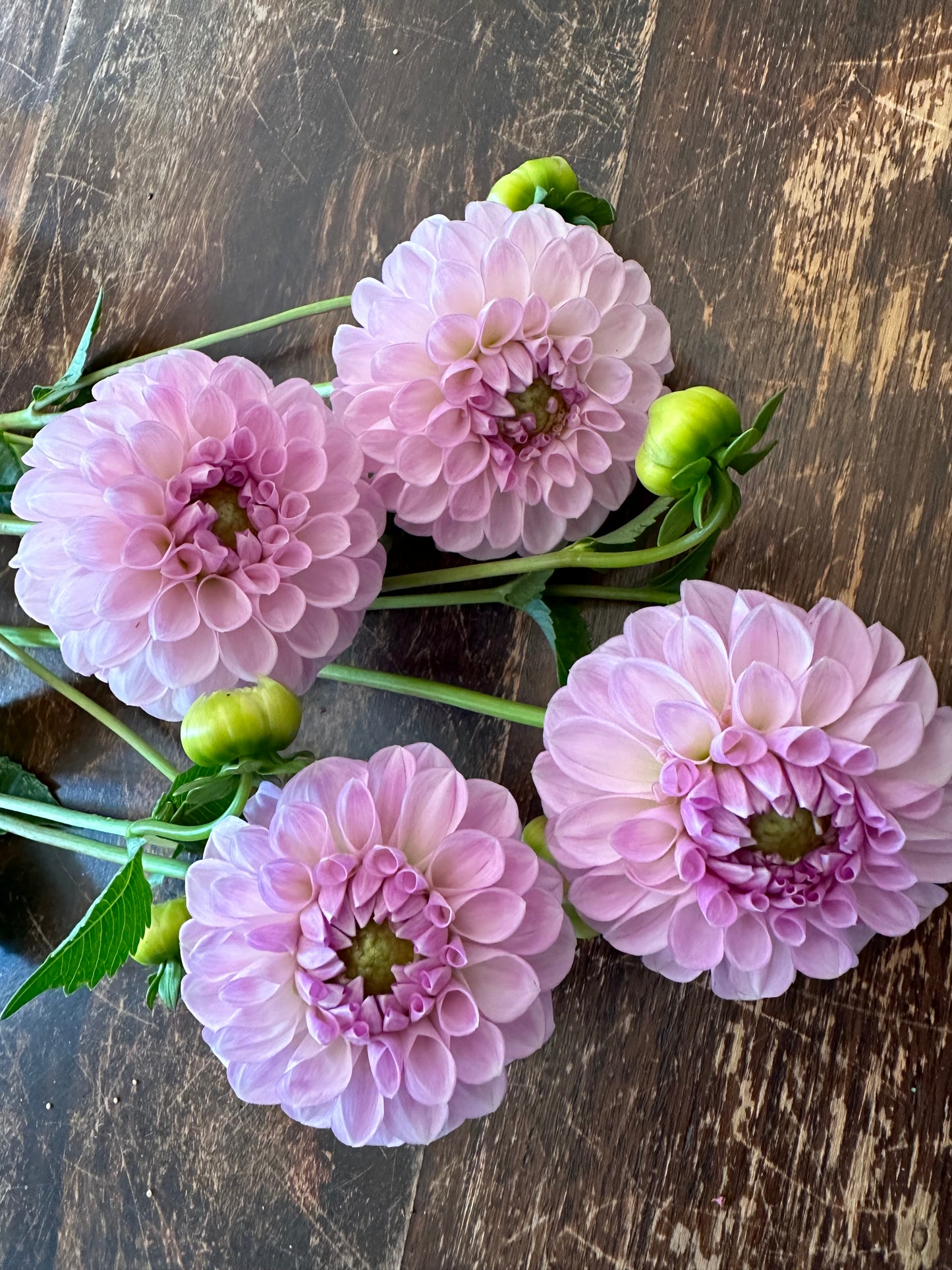 Genova Dahlia Tuber