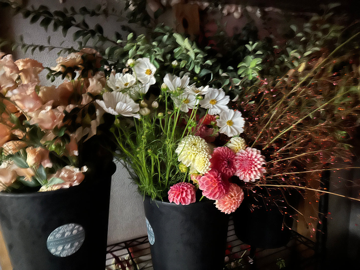 Sylvia Dahlia Tuber