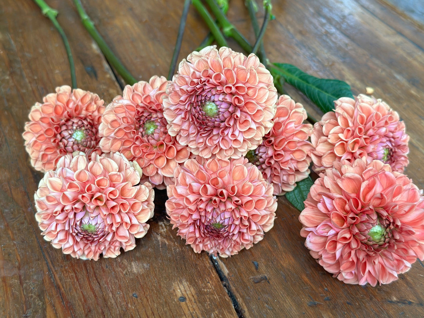 Cornel Bronze Dahlia Tuber