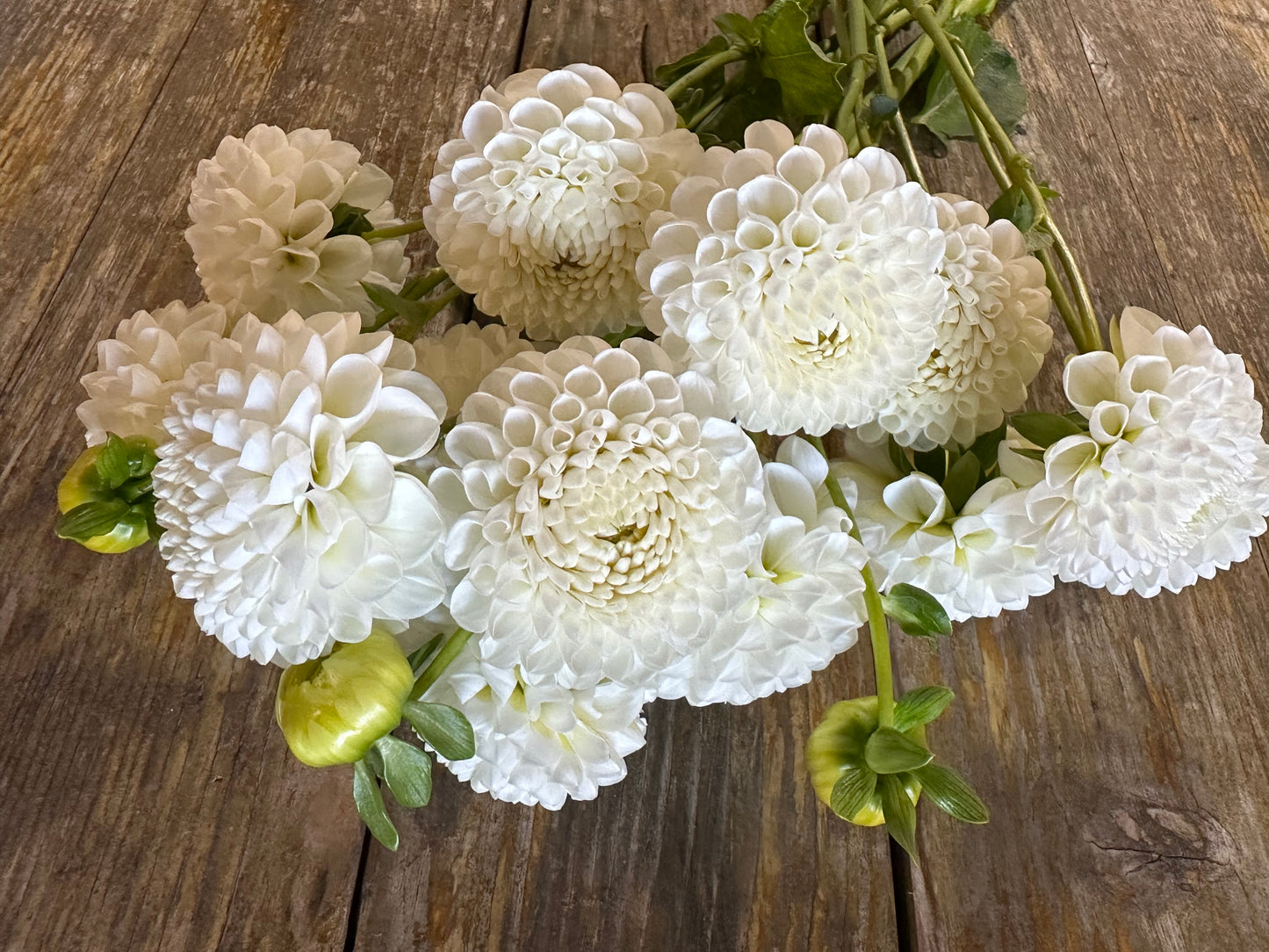Dorothy Dahlia Tuber