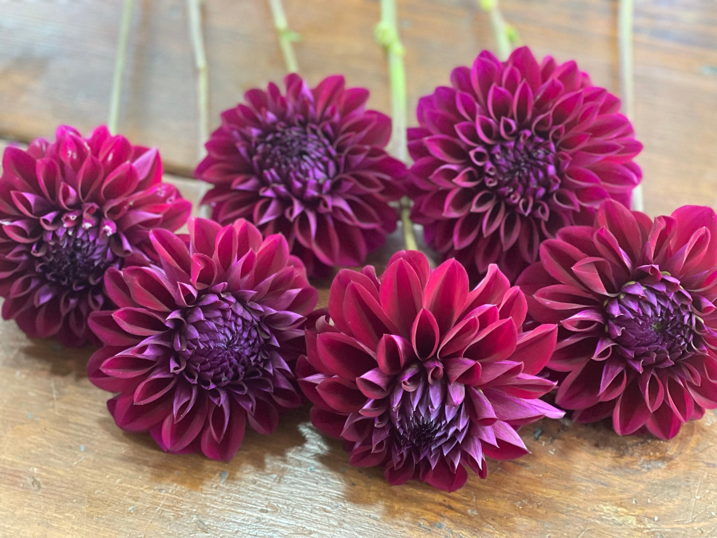 Diva Dahlia Tuber