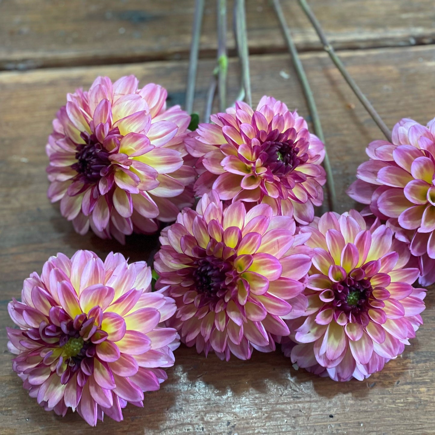 Foxy Lady Dahlia Tuber