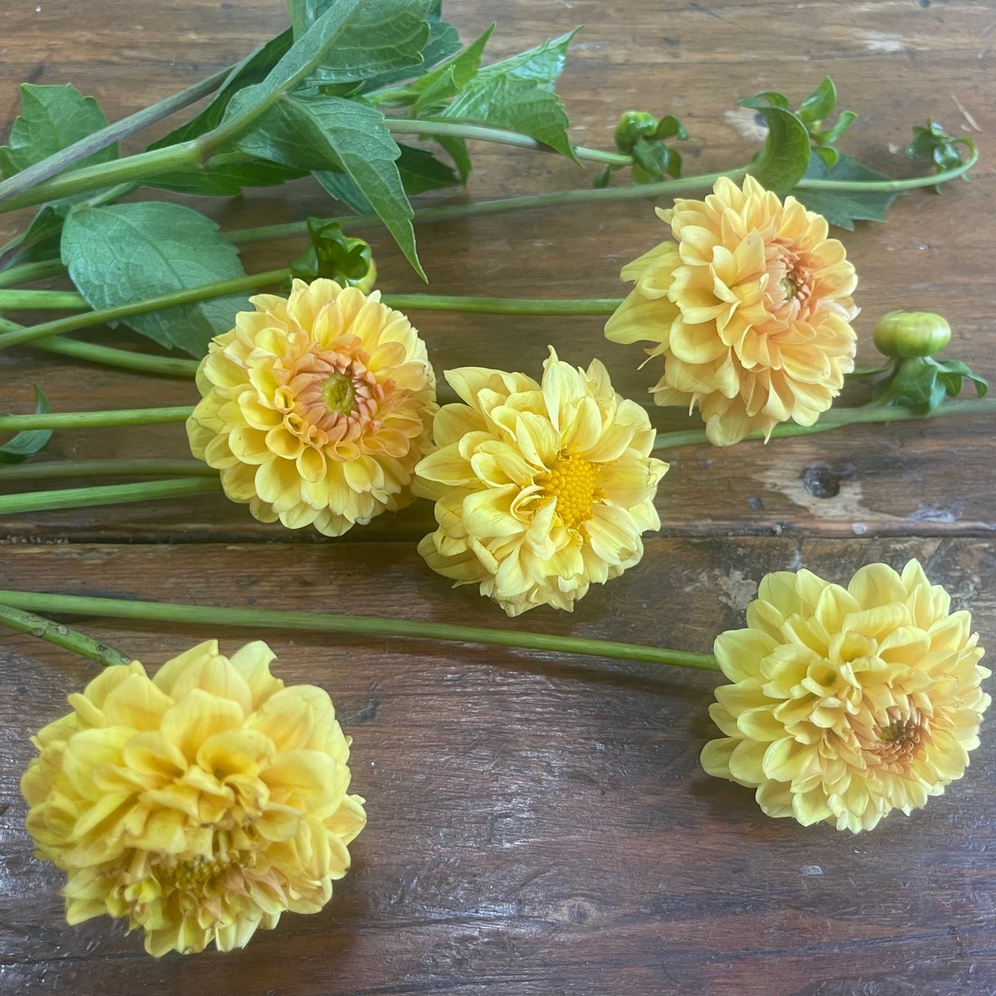 Golden Sceptor Dahlia Tuber