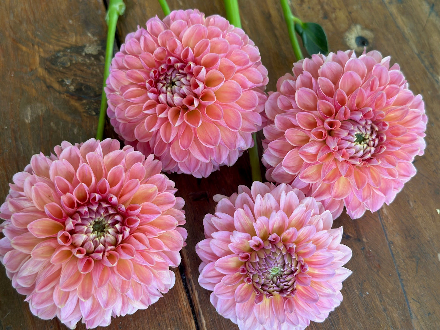 Linda's Baby Dahlia Tuber