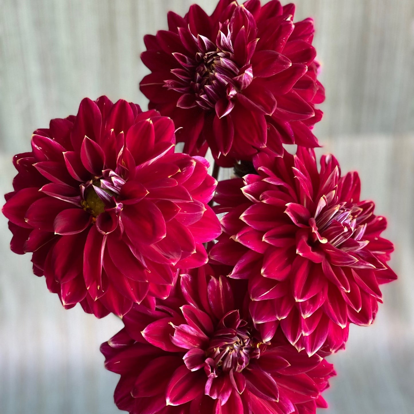 Mr Optimist Dahlia Tuber