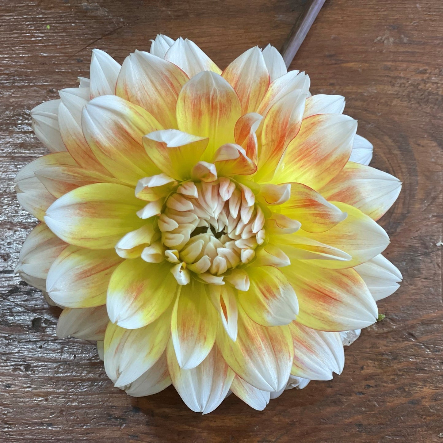Peaches and Cream Dahlia Tuber