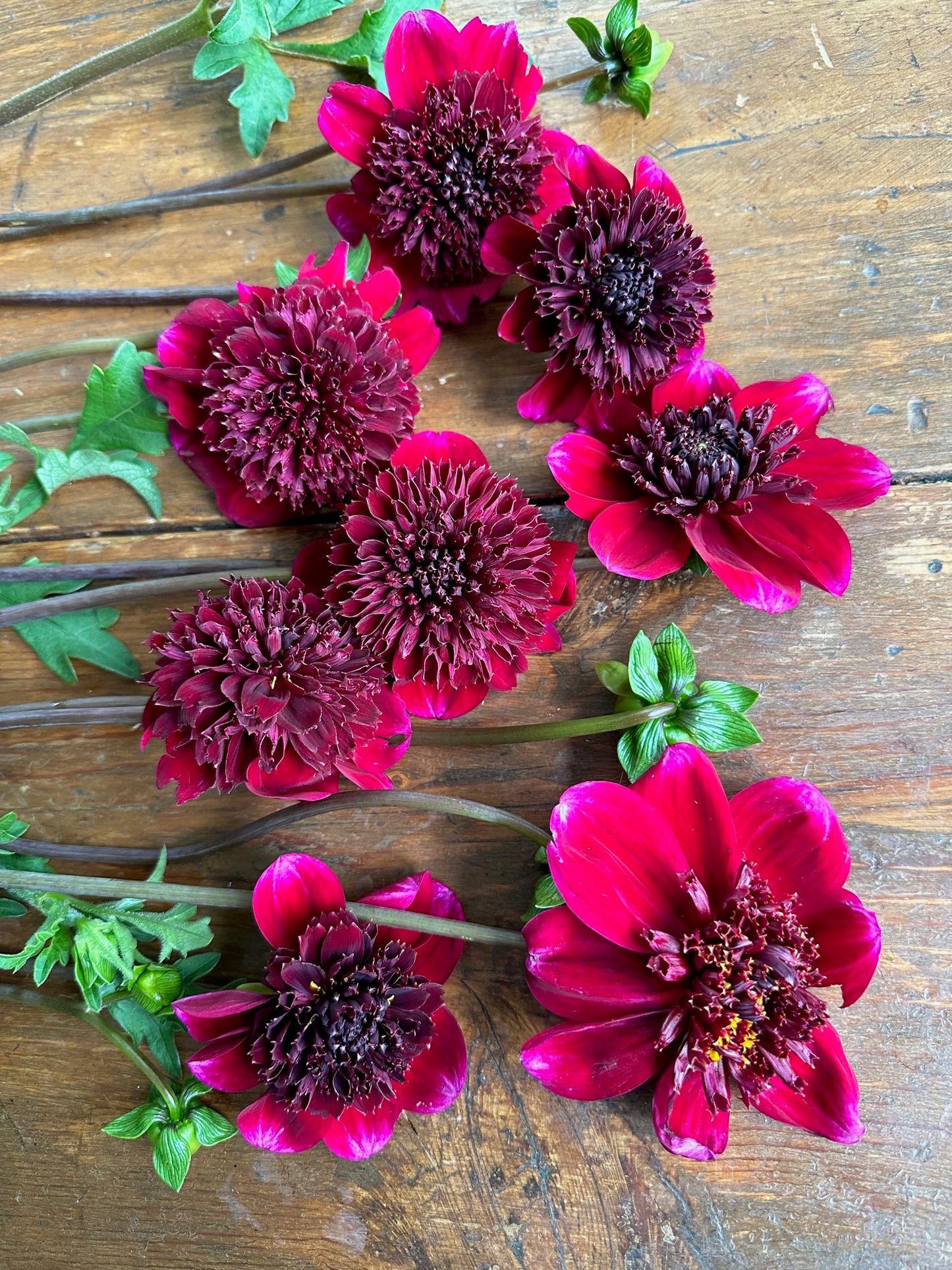 Rockstar Dahlia Tuber