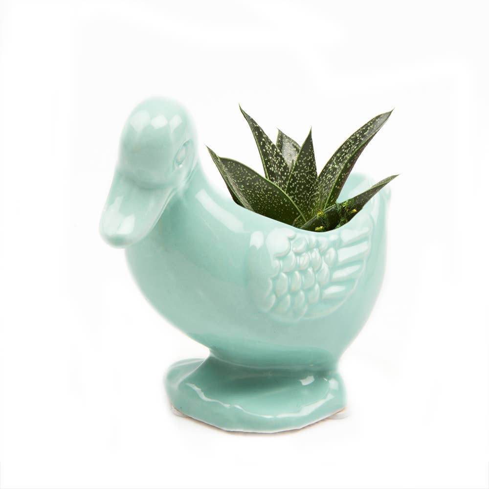 Duck Indoor Plant Pot for Succulents