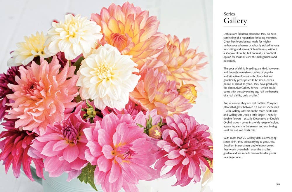 Gibbs Smith - Dahlias; Beautiful Varieties for Home & Garden (hardcover)