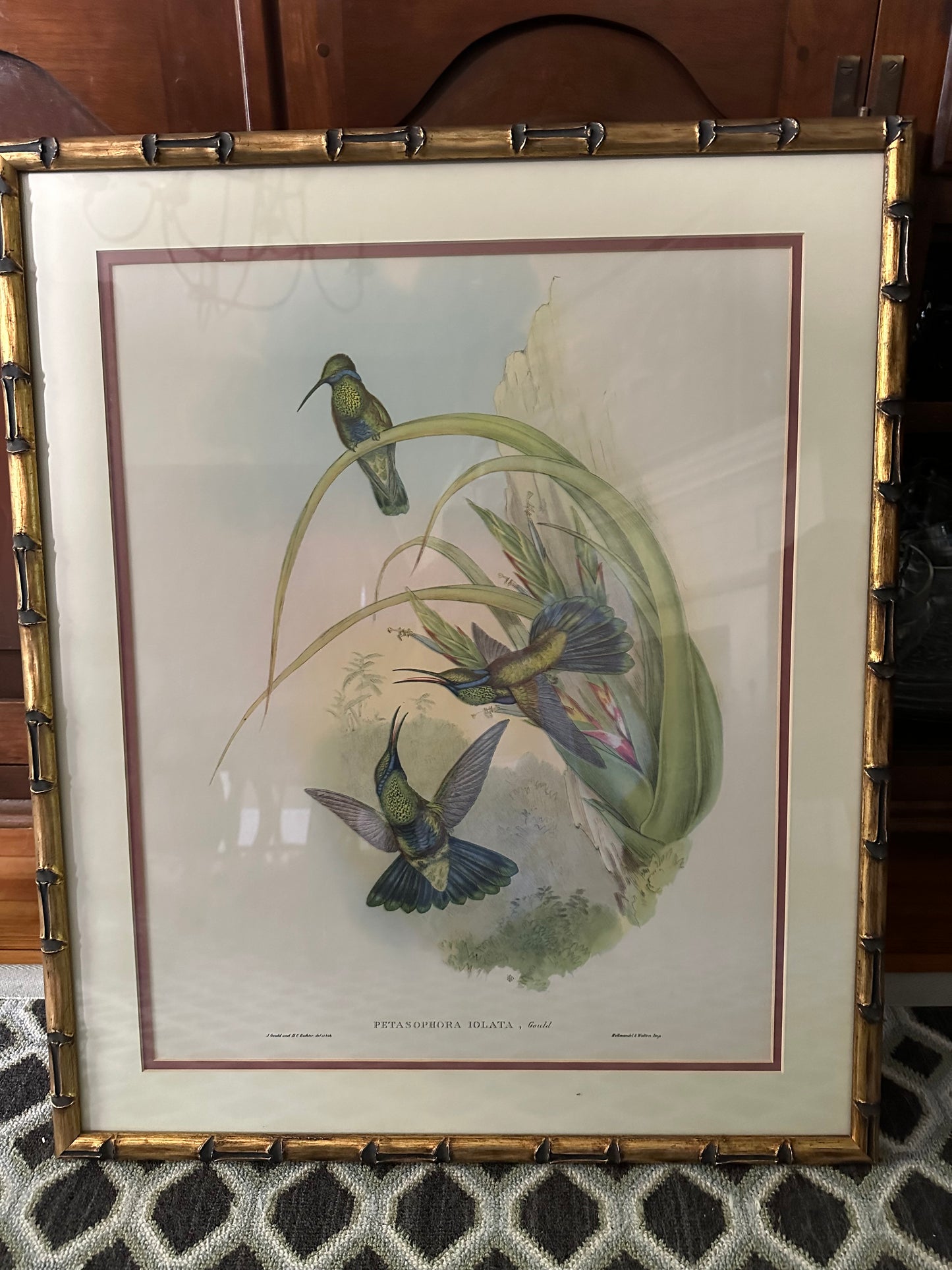 Framed John Gould Hummingbird Print - Petasophora Iolata