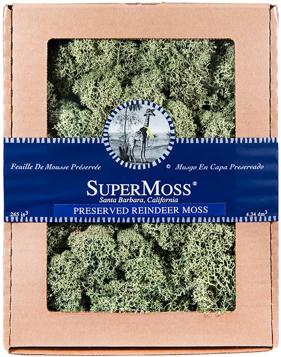 Reindeer Moss - 4oz