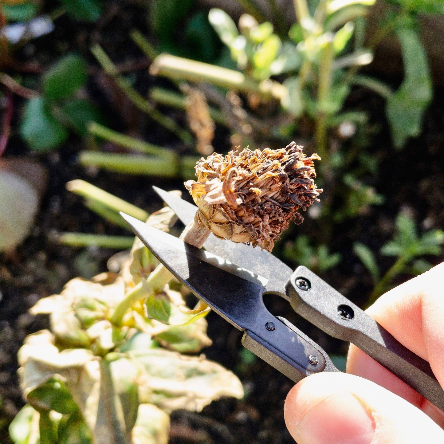 Seattle Seed Co. - Herb Snips