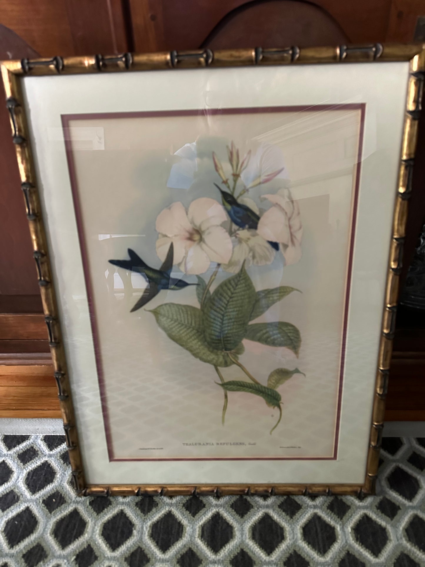 Framed John Gould Hummingbird Print - Thalurania Refulgens