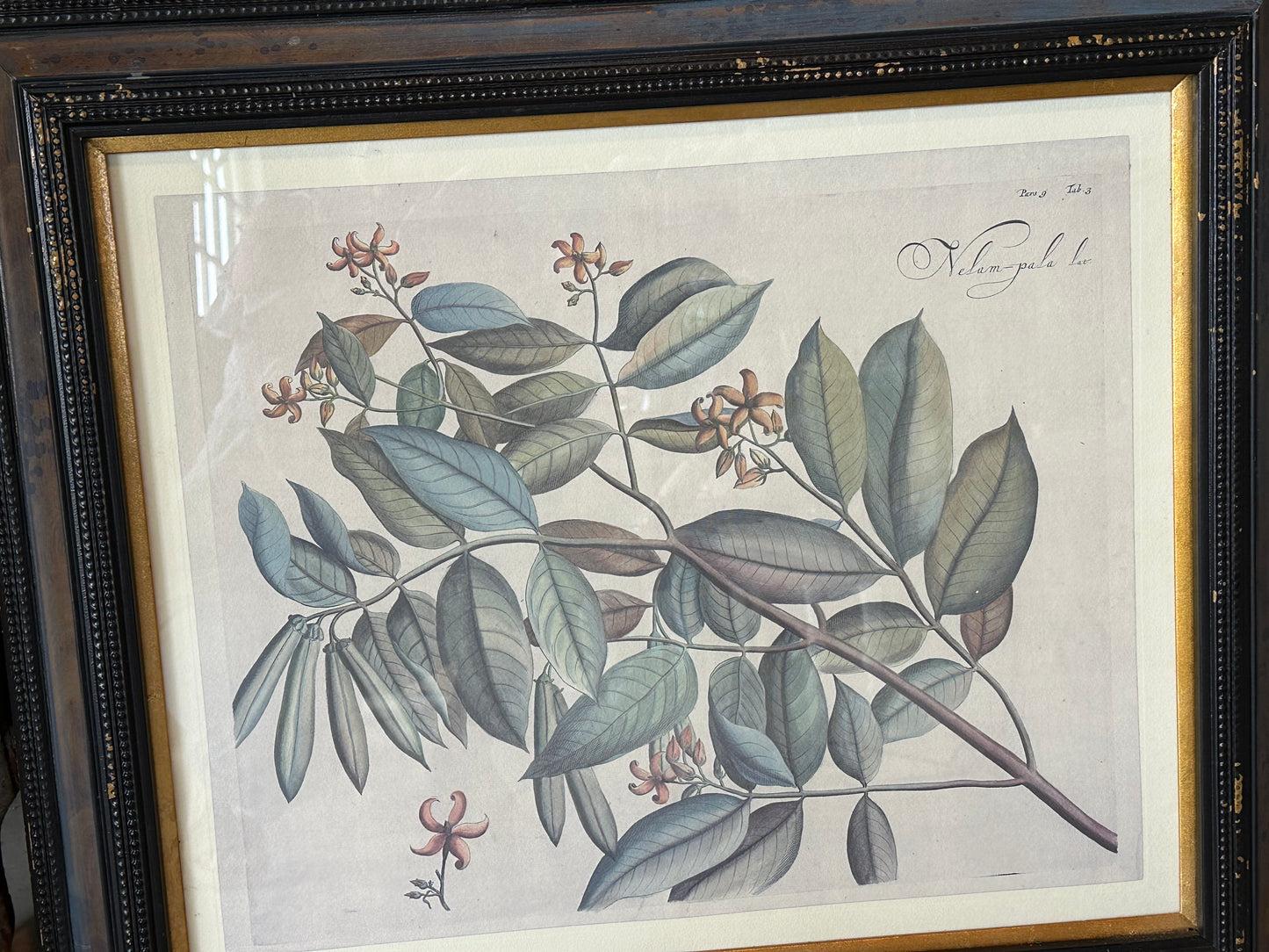 Framed Botanical Print