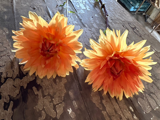 Jitterbug Dahlia Tuber