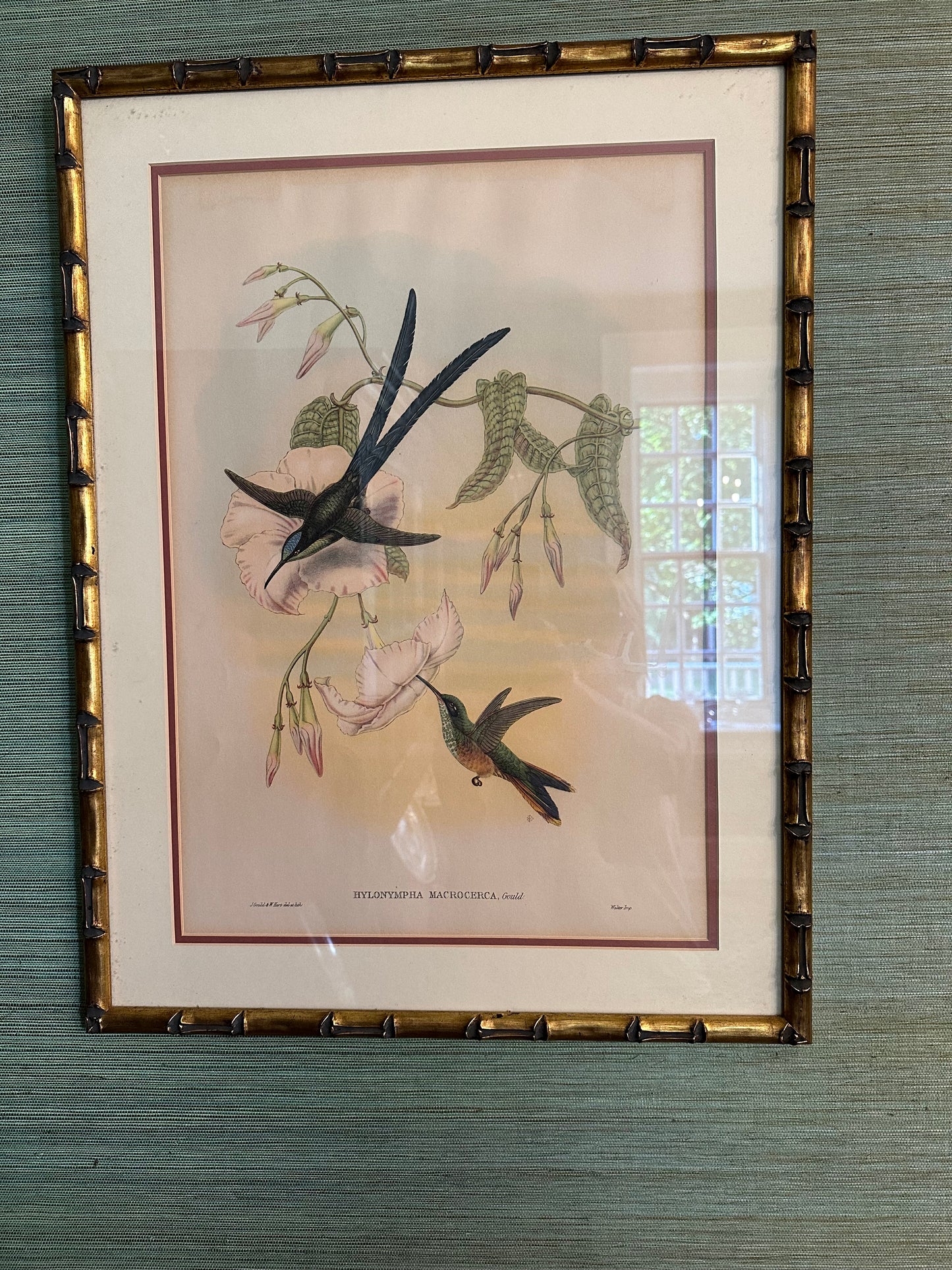 Framed John Gould Hummingbird Print - Hylonympha Macrocerca