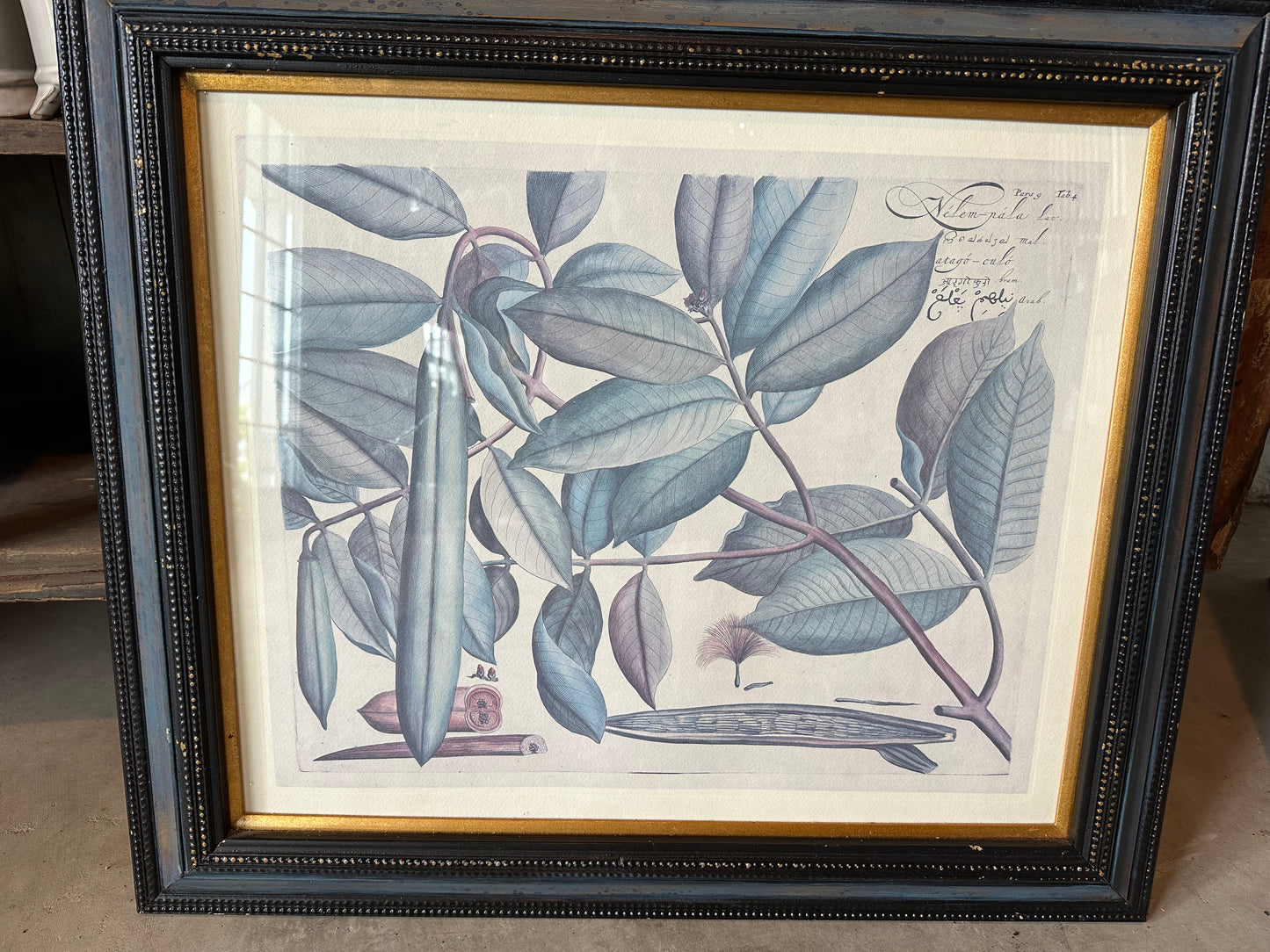 Framed Botanical Print