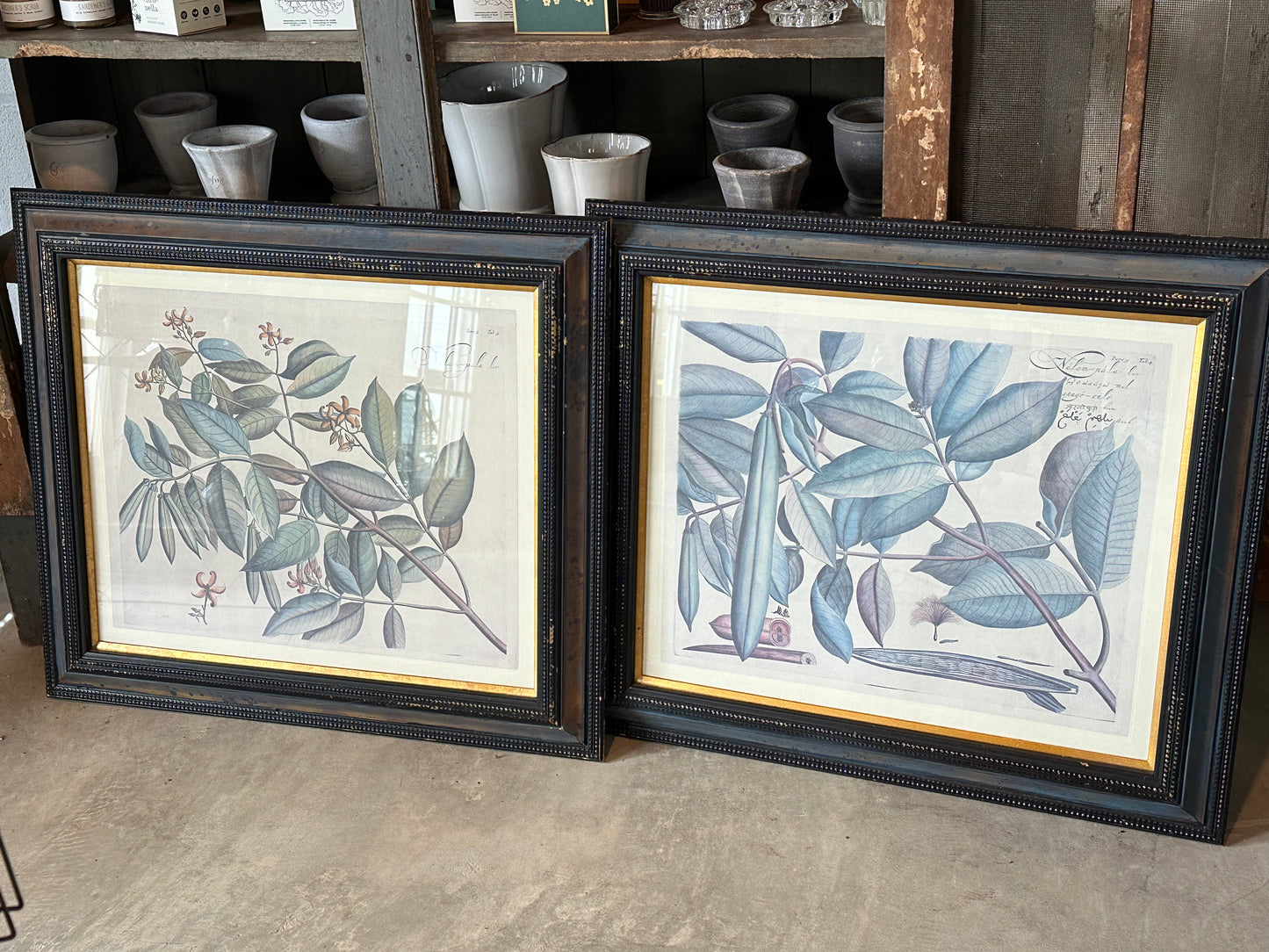 Framed Botanical Print