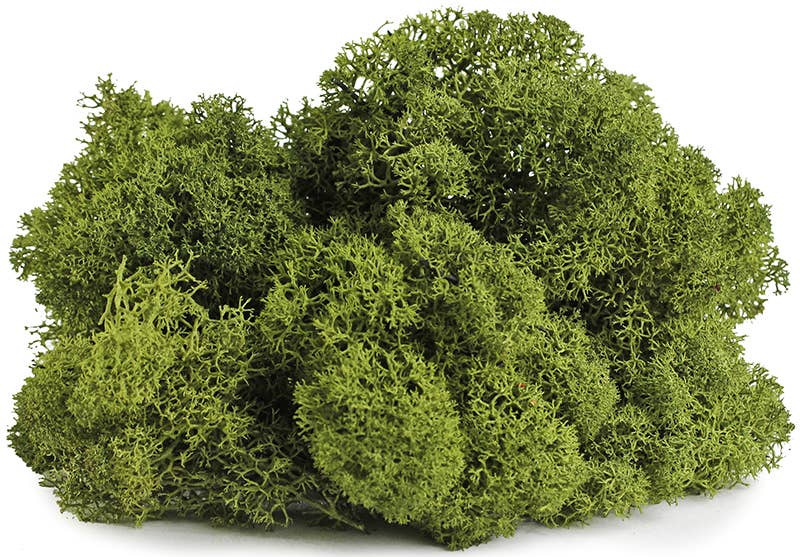 Reindeer Moss - 4oz