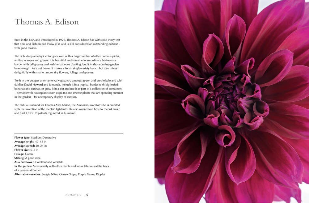 Gibbs Smith - Dahlias; Beautiful Varieties for Home & Garden (hardcover)