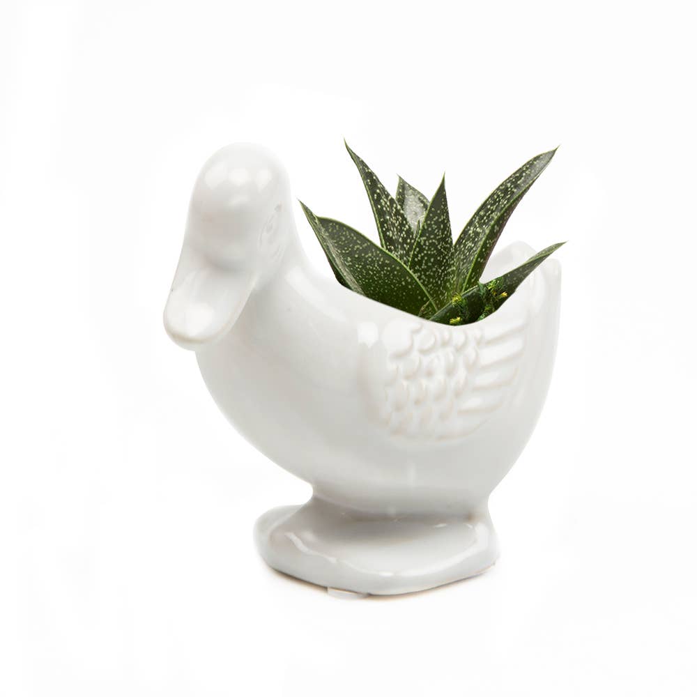 Duck Indoor Plant Pot for Succulents